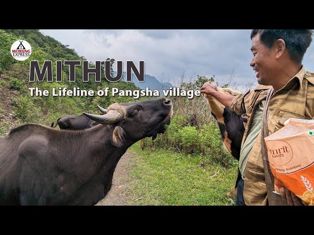 MITHUN: The Lifeline of Pangsha village