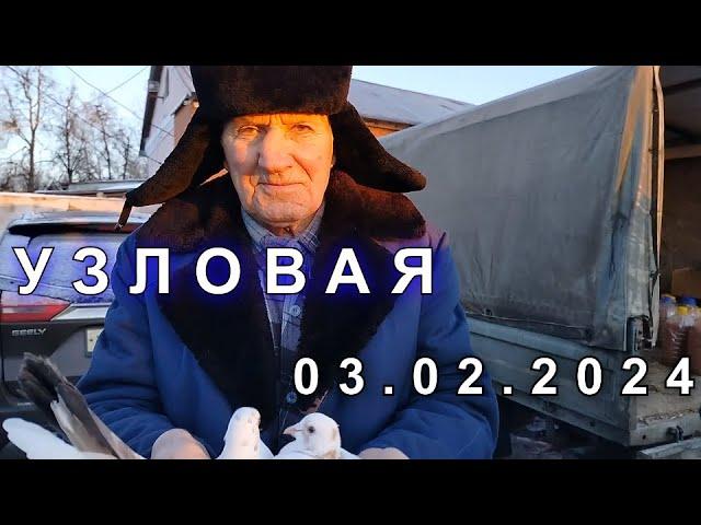 Ярмарка голубей г.Узловая 03.02.24