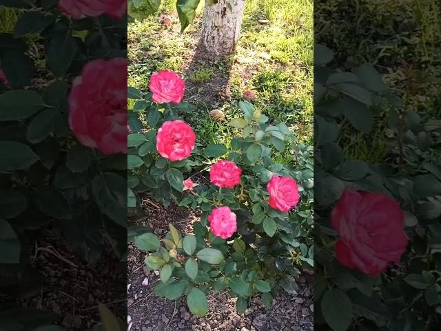 Roses are blooming in the garden "Red Leonardo da Vinci" and Jubile du Prince de Monako "