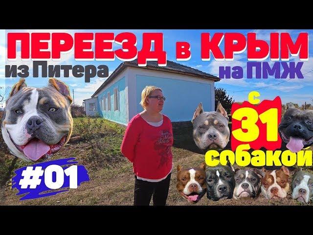 Переезд в Крым на ПМЖ с 31 собакой. Питомник собак Американский Булли. #01