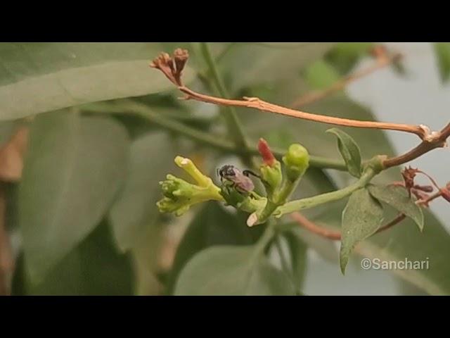 World Bee Day । Bee Mashup Video ।