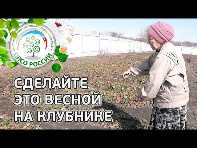 Клубника весной. Важные работы на клубнике после зимы.