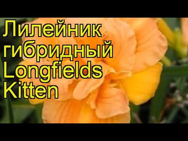 Лилейник гибридный Лонгфилдс Киттен. Краткий обзор, описание hemerocallis Longfields Kitten