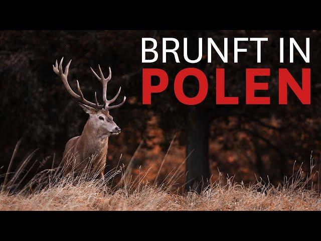 ROTWILDBRUNFT in POLEN | JÄGER Filme auf Hirsch