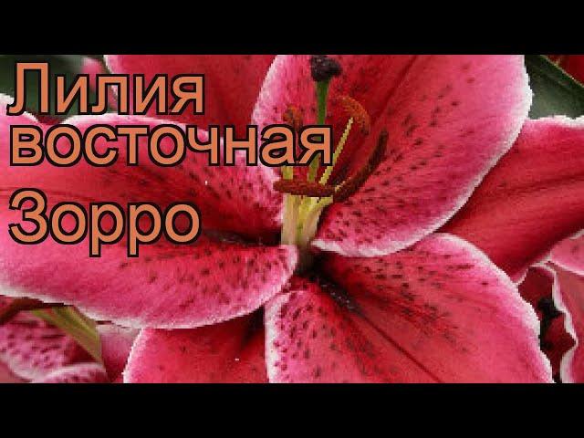 Лилия восточная Зорро (lilium hybrid oriental zorro)  Зорро обзор: как сажать, луковицы лилии Зорро