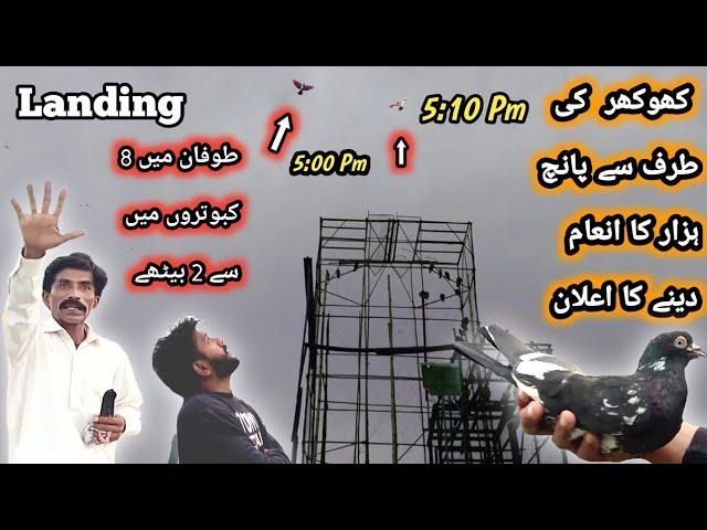 کھوکھر کی طرف سے چیڑی مارو کو پیغام  | Nasir pigeon club  | Khokhar pigeon club