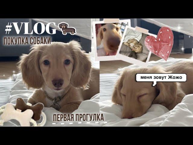 VLOG#1 ПОКУПКА СОБАКИ, знакомство, ПЕРВАЯ прогулка