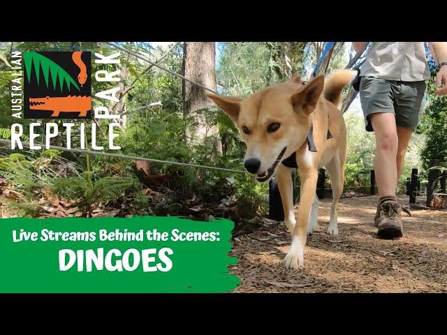 LIVE: WALKING ADINA THE DINGO | AUSTRALIAN REPTILE PARK