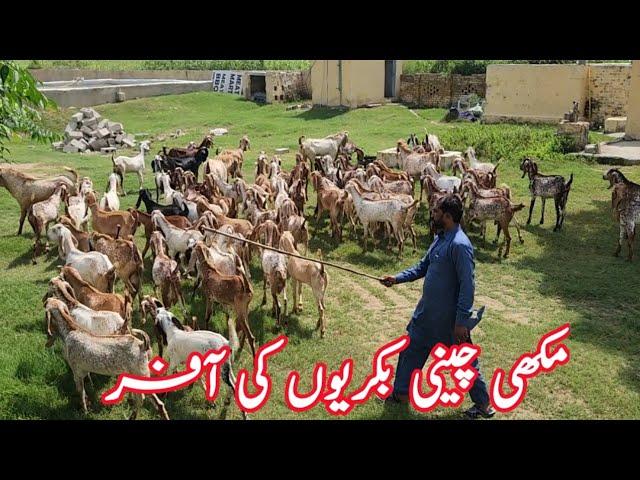 Golden opportunity for new farmers | Goat Farming | chaudhary majid shabbir |