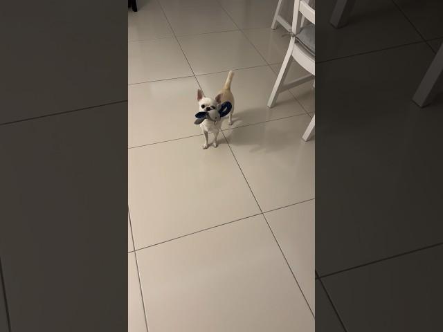 Зайка! Продолжение следует! #tiktok #vlog #family #turkey #chihuahua