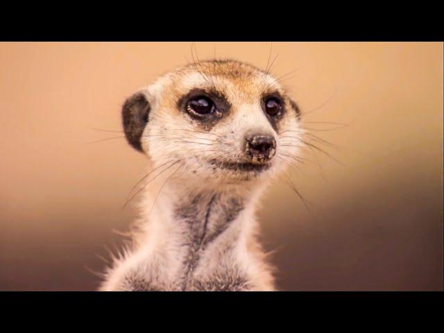 How To Speak Meerkat | Meerkats - The Secrets of an Animal Superstar | BBC Earth Kids