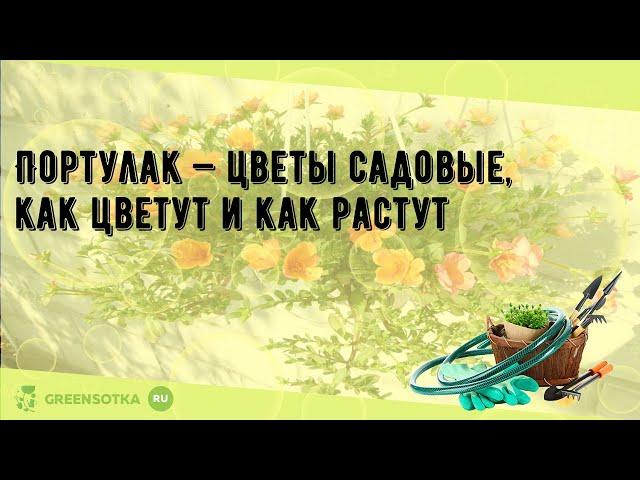 Портулак — цветы садовые, как цветут и как растут