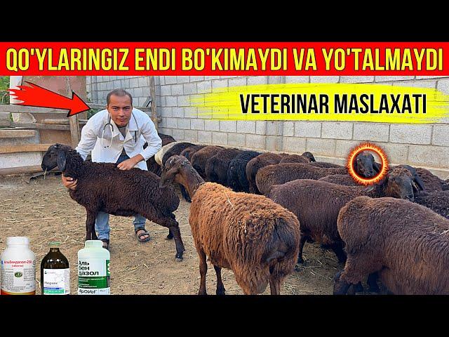 QO'Y BOQAYOTKANLAR KO'RSIN VETERINAR MASLAXATI.