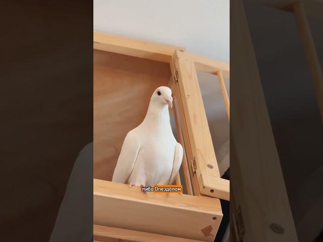 Жизнь Опездола тяжела и не легка!