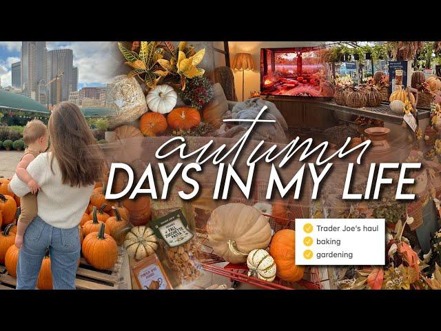 AUTUM DAYS | Trader Joe’s fall haul, autumn gardening, baking apple crisp, & cozy home moments ️ 