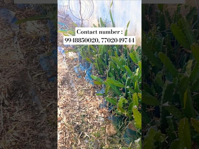 Sri Siva Sai Dragon fruit and nursery.. Contact number: 9948850020, 7702049744.