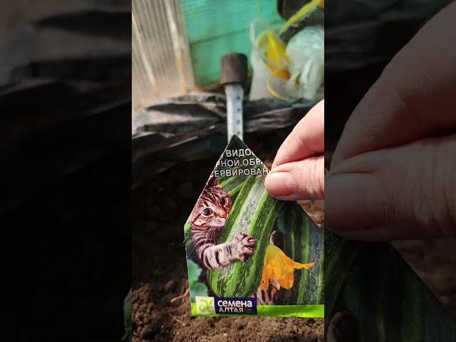 Сажаю кабачки в мешки