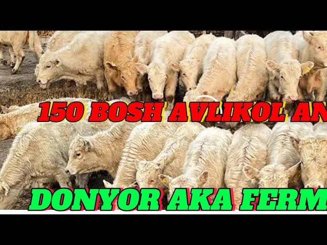 150  BOSH ANGUS AVLIKOL SMENTAL SHARALE BUQALARDI SFATI  LARI KELDI DASTAFKA UZB BOYLAB BOR