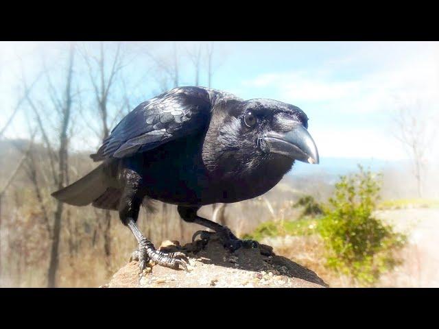 American Crow Up Close