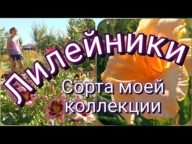 Лилейники - цветы однодневки Сорта моей коллекции Самые красивые, яркие, нежные и обворожительные