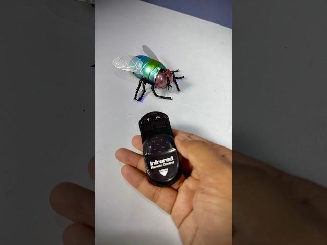 Remote Control Simulation Housefly