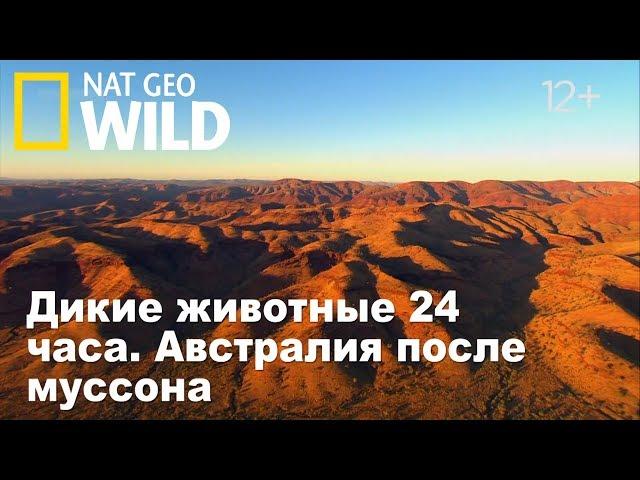 Nat Geo Wild: Дикие животные 24 часа. Австралия после муссона / Wild 24