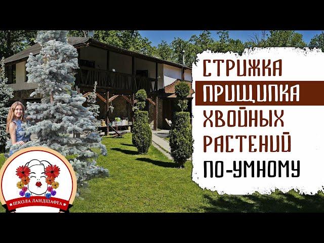 ОБРЕЗКА (ПРИЩИПКА) ХВОЙНЫЙ РАСТЕНИЙ ПО-УМНОМУ