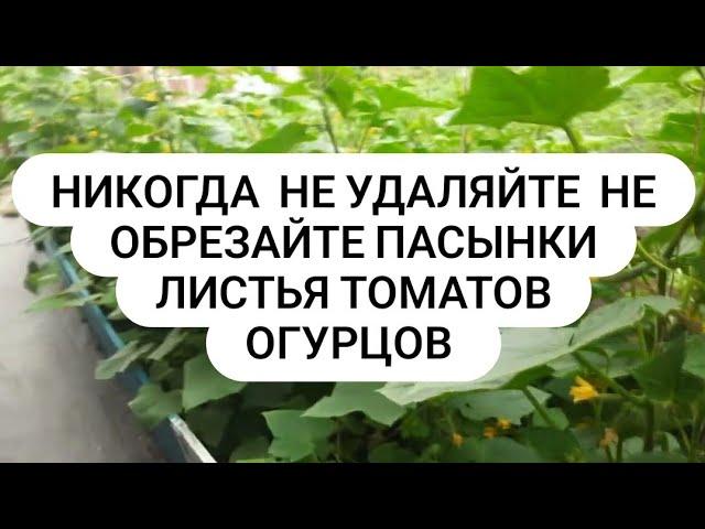 Не удаляйте пасынки листья томатов огурцов для хорошего урожая