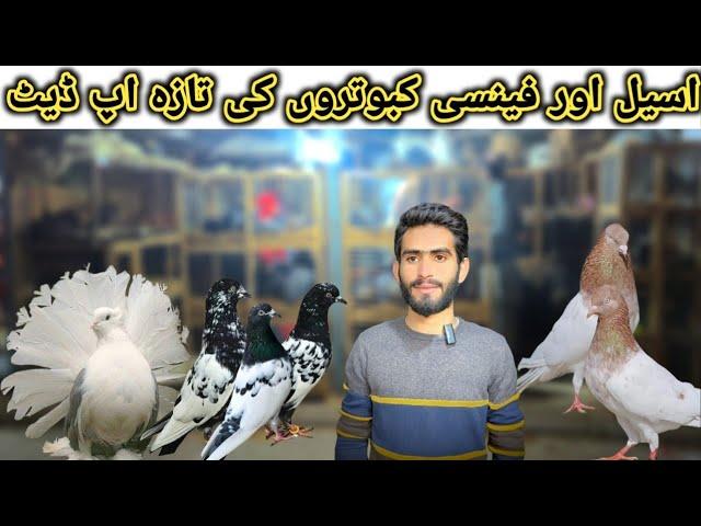 Itwar bazaar Islamabad high fly pigeon or Rabbits ki taza tareen price update @BirdsPoint345