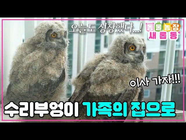 [#새롭동물농장] 더 넓은 세상으로 한 발짝 도시 생활을 끝내고 자연으로 간 수리부엉이 가족의 감동 서사 / EP.1223 #TV동물농장 #AnimalFarm #SBSstory