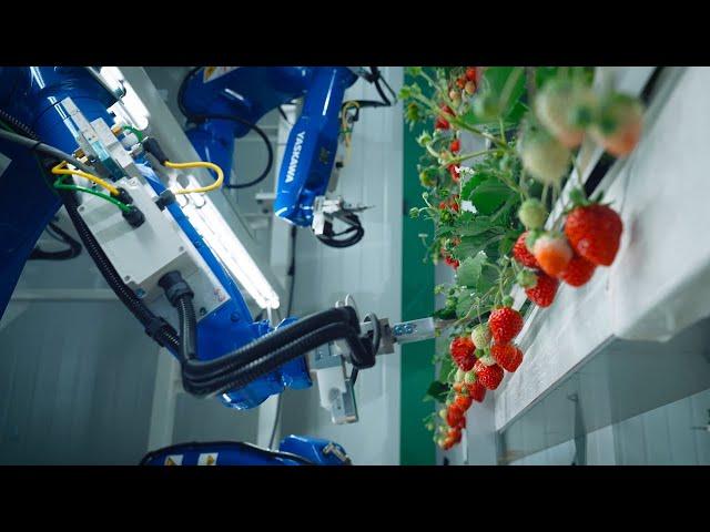 The Farm of the Future from Oishii — Solar-Powered Indoor Vertical Strawberry Farm Short