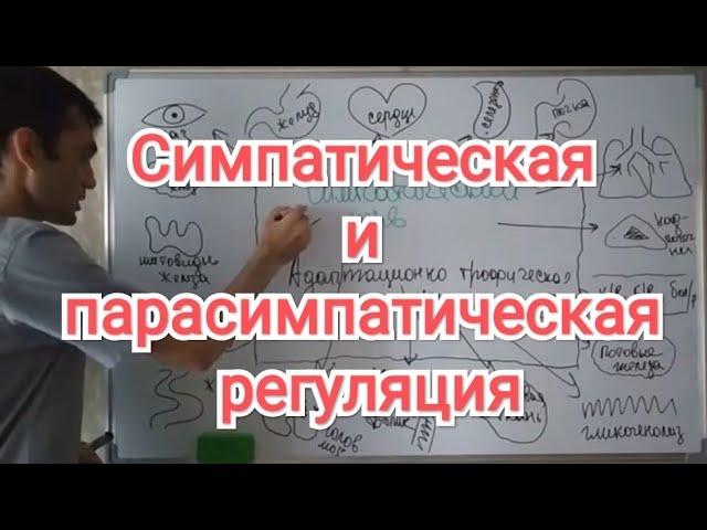 Физиология ВНС: Симпатическая и парасимпатическая регуляция. #13