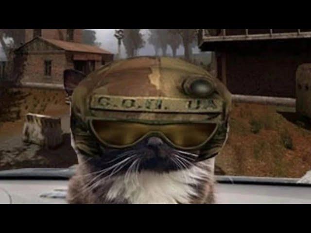 But here is the S.T.A.L.K.E.R. cat