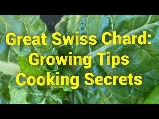 Grow and Cook Swiss Chard Better Than Ever Before!