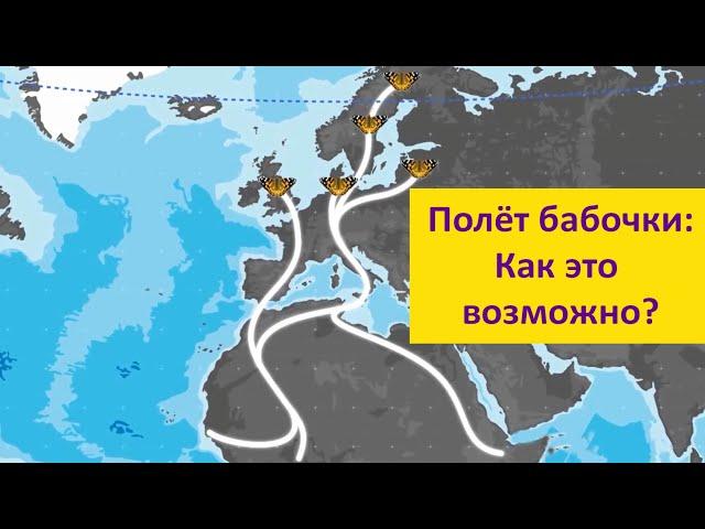 Бабочки: полет вопреки законам физики Наталья Носова