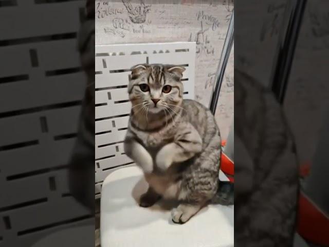 Pix Verse #cat #shortvideo #pixverse #pixverseai