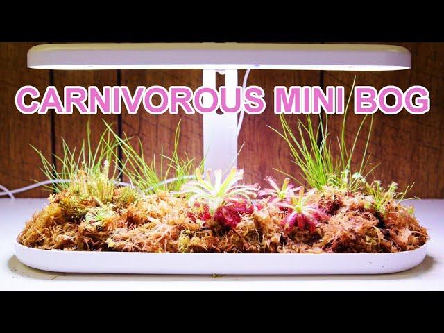 Carnivorous Plant Mini Bog Build