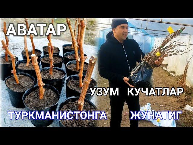 #аватар Узум  кучатларимизни  ТУРКМАНИСТОНГА   Жунаттиг.