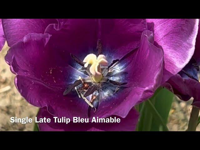 The Single Late Tulip, Bleu Aimable - Bulbs for Fall Planting