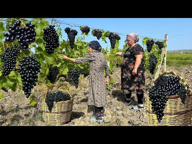 Harvesting Black Grapes | Making Juice and Azerbaijan Cabbage DOLMA!!