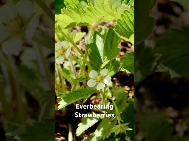 Everbearing strawberries do more than just produce fruit .They make the perfect edible ground cover!