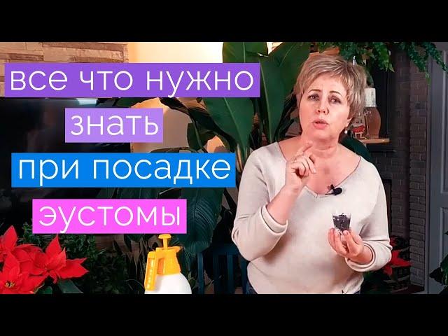 Как вырастить эустому. Эустома взойдет 100%. Что делать если эустома не всходит.