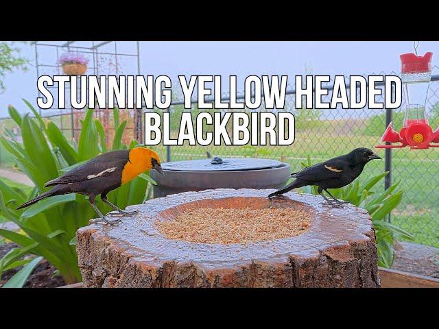 Male Yellow-Headed Blackbird