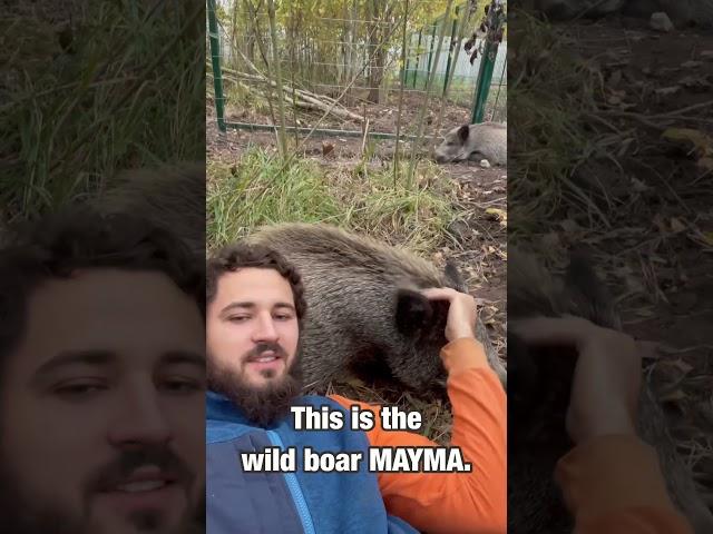 Моя домашняя животинка  Pet, wild boar.