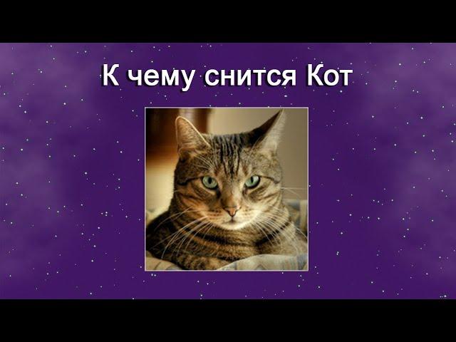 К чему снится Кот – толкование сна по Соннику