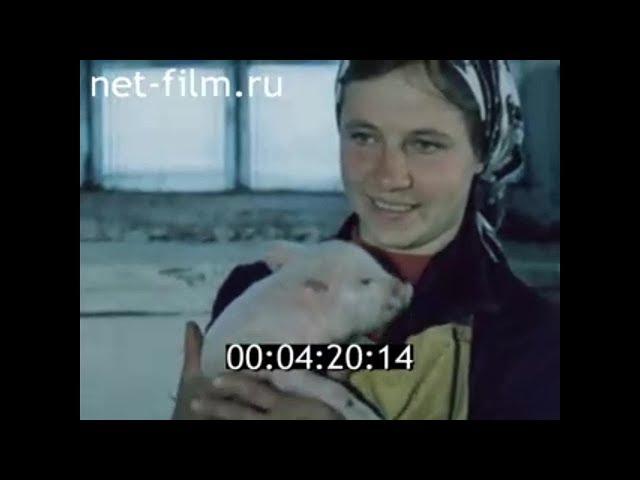 1979г. Первомайский стекольный завод. Смоленская обл