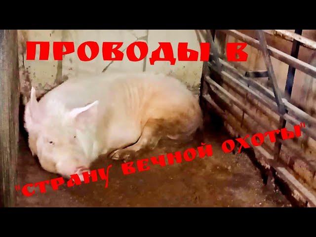 Забой хряка! Наивкуснейший шашлык! В гостях "Заварушка!Сколько вышло мяса?