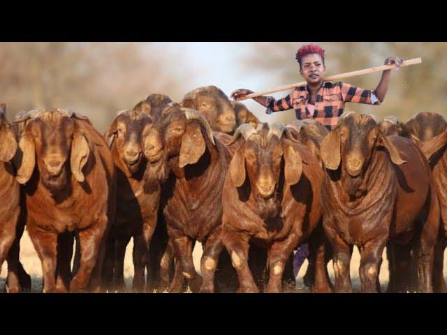 How a Young Girl is Making Millions of Money | OWNING  a Profitable Red Kalahari Goat Farm