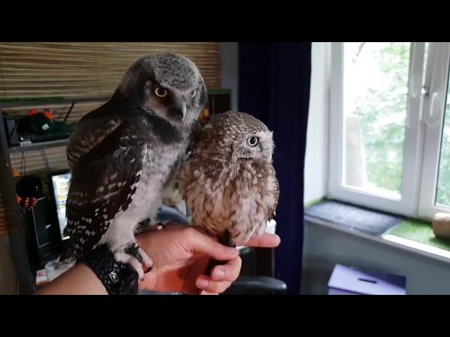 Warning - cuteness! Bathing boreal owl, wet eagle-owl, Yunya kissing