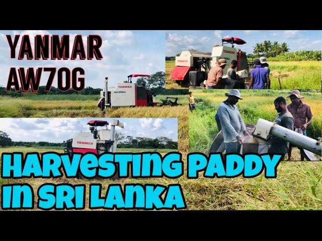 Amazing harvester in Sri Lanka | how to harvest paddy| harvesting paddy in Sri Lankan village